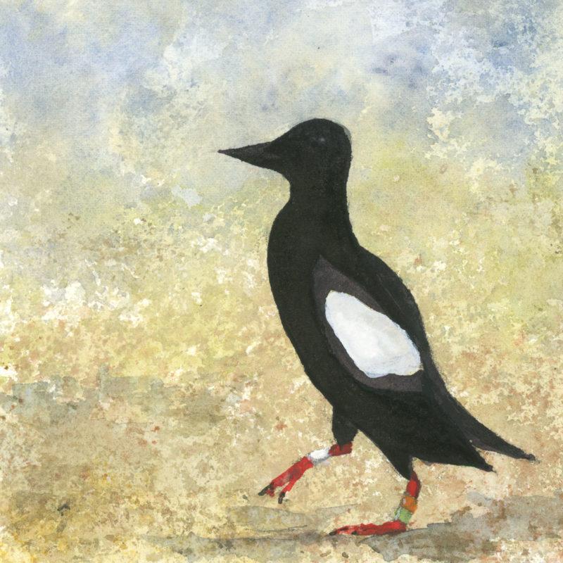 Black Guillemot, tagged. 5&Prime; x 5&Prime; watercolor