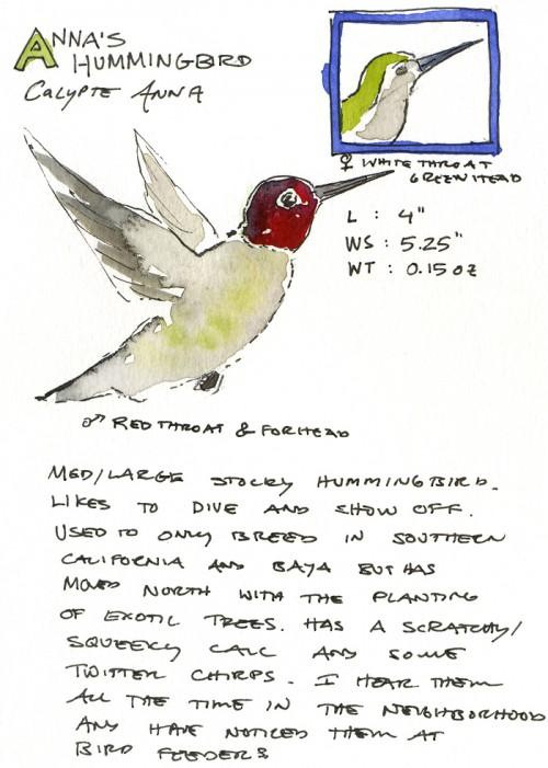 Anna's Hummingbird