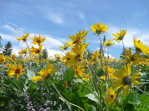 Balsam Root, Patterson Mountain, Methow Valley