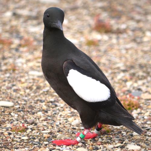 Banded Guillemott, photo by Mike Morrison
