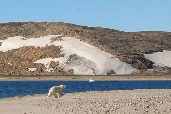 the bear decides to leave