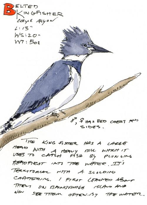 Belted Kingfisher (click on image to view larger)