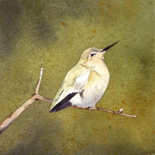 Hummingbird, 5″ x 5″ watercolor