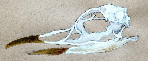 Common Murre skull by Caitlyn Noyakuk