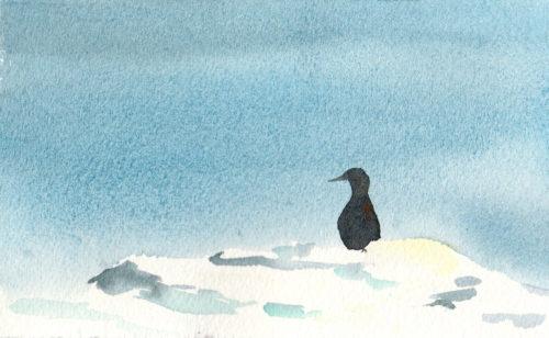 Guillemot on ice, photo inspiration from George Divoky