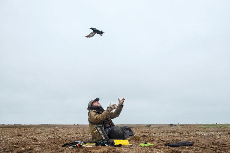 George Divoky, photo by Peter Mather