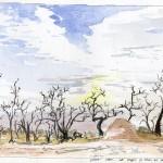 dryforestsunset