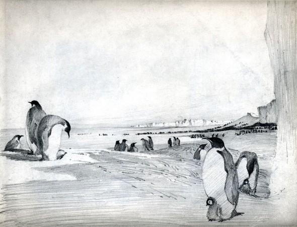 Emperor Penguins, (from 'Birds of the Antarctic')