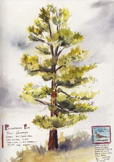 Ponderosa, 7" x 10" Watercolor Sketch