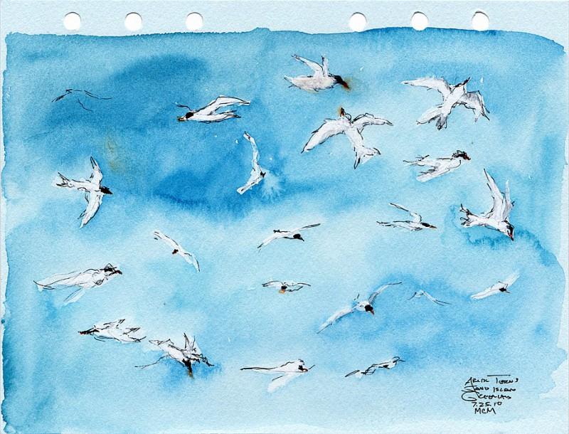 Arctic Terns, 5&Prime; x 7&Prime; field sketch
