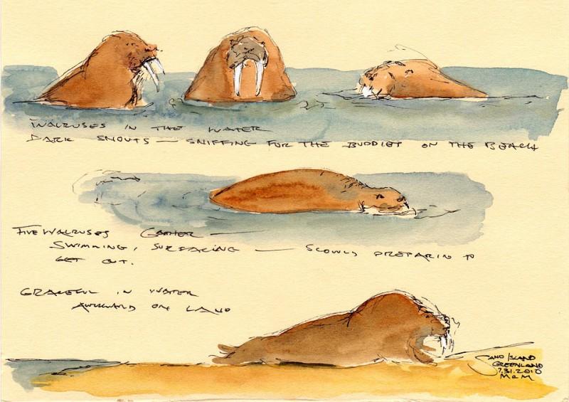 Sand Island, walrus studies, 5″ x 7″ field sketch