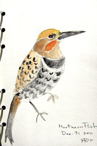 Flicker, 5&Prime; x 7&Prime; sketch by Kathy Darrow