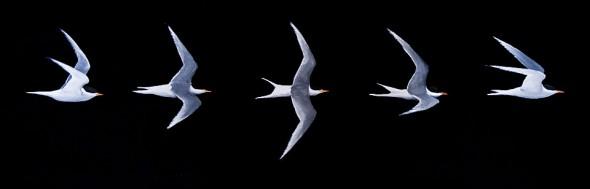 Glide, 30" x 9" mixed media, 2012