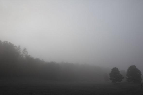 Morning fog at the Cary Institute
