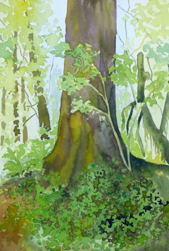 Sitka Spruce in Olympic National Park by Molly Hashimoto