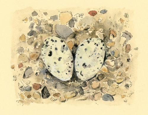 Black guillemot eggs, 8&Prime; x 10&Prime; ink, watercolor, and gouache