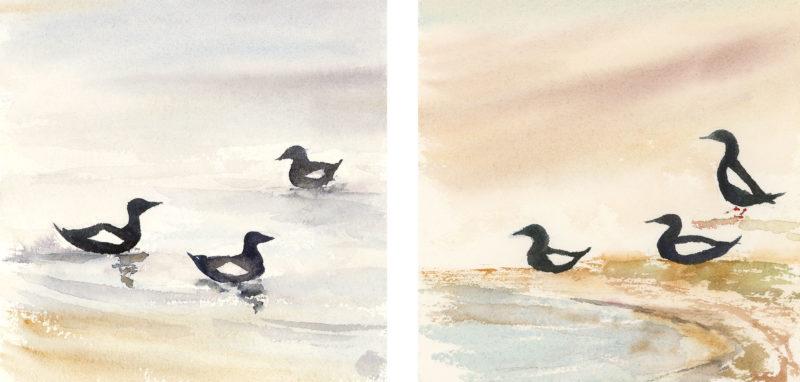 Guillemot studies, 5&Prime; x 5&Prime; watercolors
