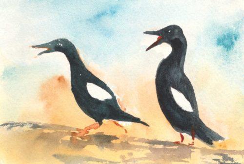 Guillemots, photon inspiration from Joe McNally