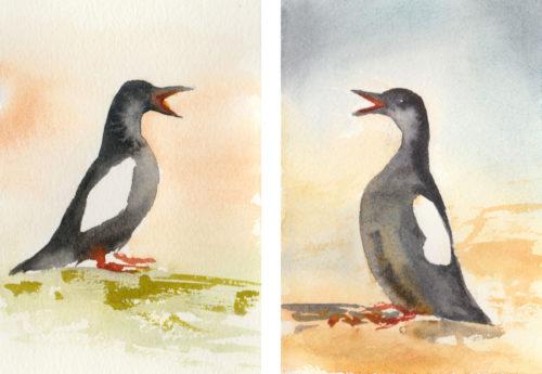 And more guillemot studies, photo inspiration from Joe McNally