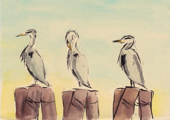 heron_sketch