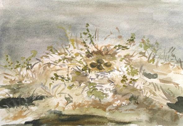 Godwit nest with four eggs