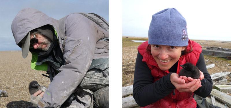 George Divoky (photo by Mike Morrison) and Katie Morrison (photo by George Divoky)