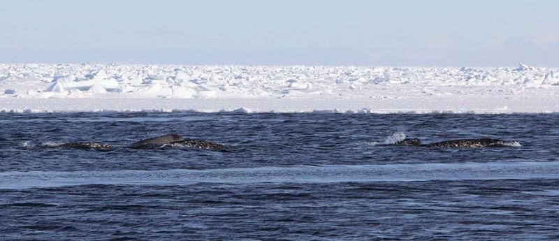 Narwhals surfacing, credit: Kristin Laidre