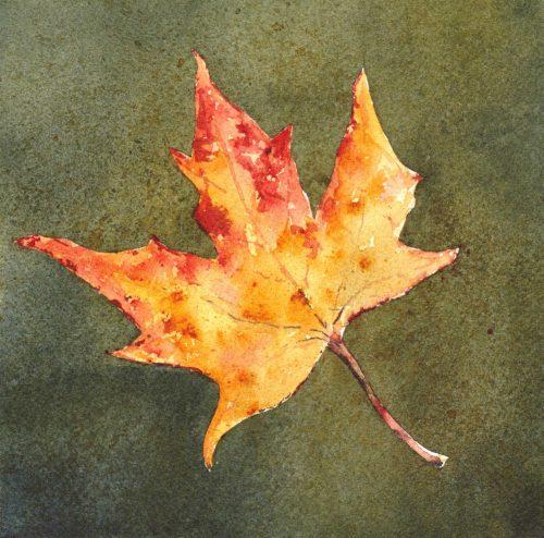 Autumn Leaf Study, 6.5&Prime; x 6.5&Prime; watercolor