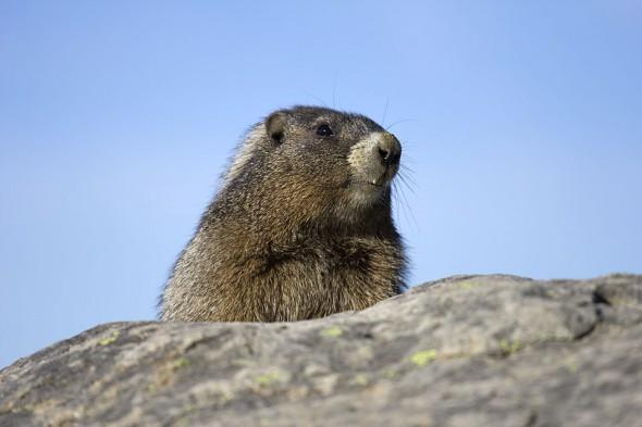 Marmot supervisor, photo credit: Darin Reid