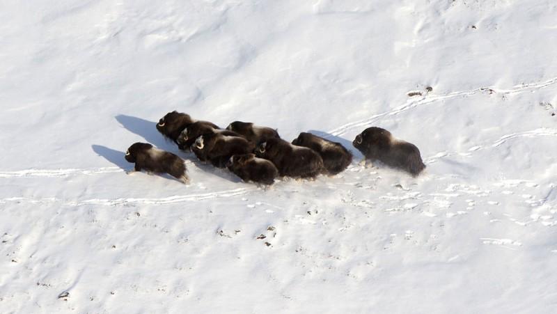 muskox