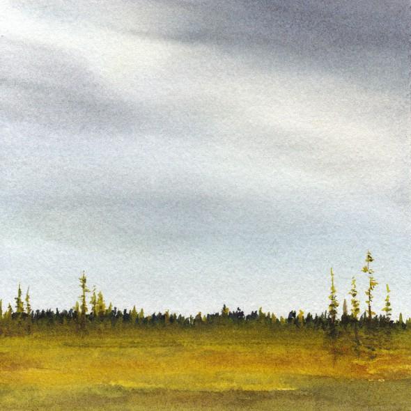 Black Spruce landscape study, 5" x 5"