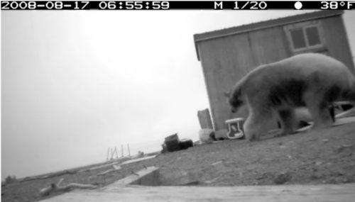 Polar Bear, photo from Friends of Cooper Island