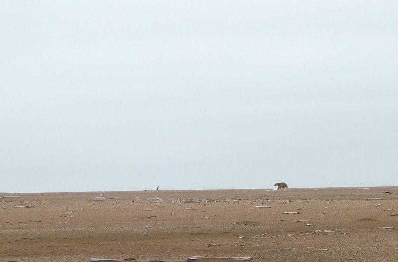 A polar bear on the horizon, photo by Katie Morrison