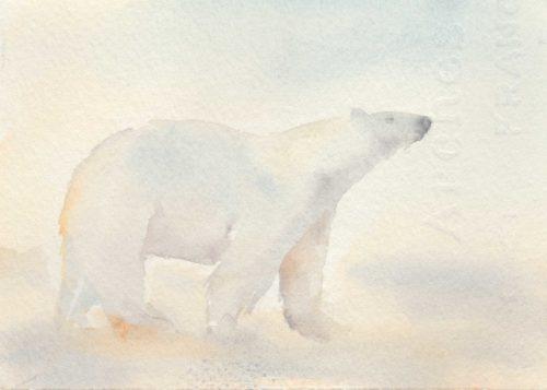 Polar bear study