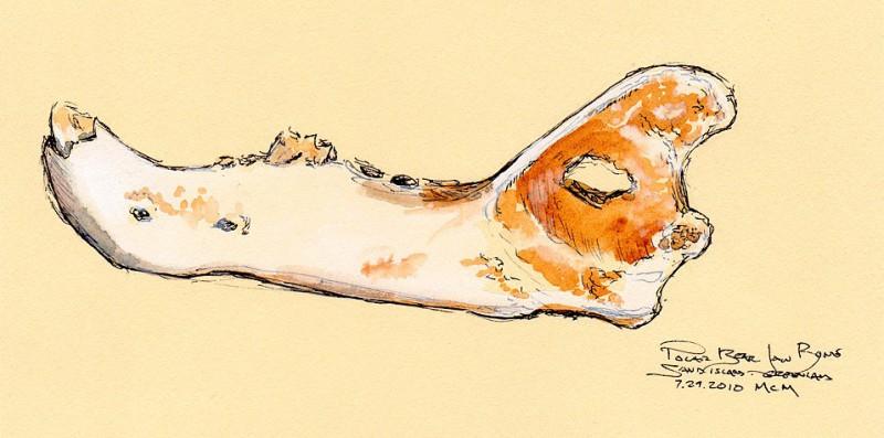 Polar bear jaw bone, field sketch