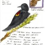 A bird for Spring