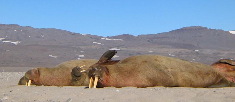 Sunbathing