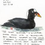 surfscoter