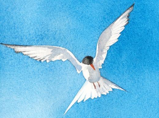 "Hover" Arctic Tern, 5" x 5" watercolor, visit shop to purchases print mounted on bamboo