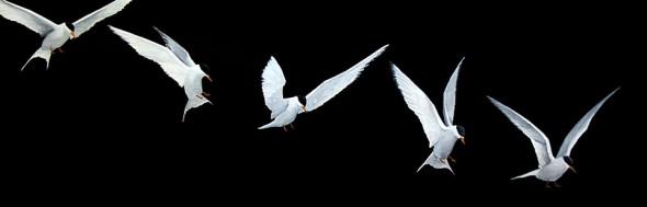 Arctic Terns Landing, 30" x 9" mixed media
