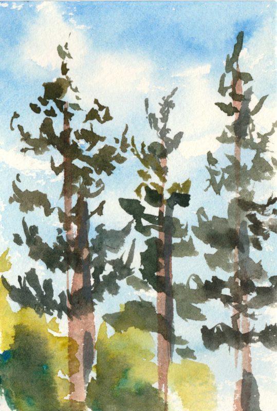 Quick pine sketch