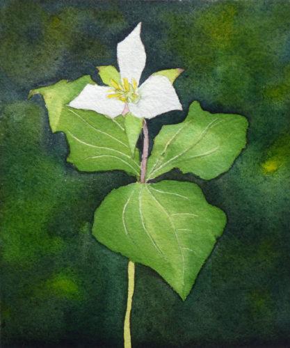 Western Trillium by Molly Hashimoto