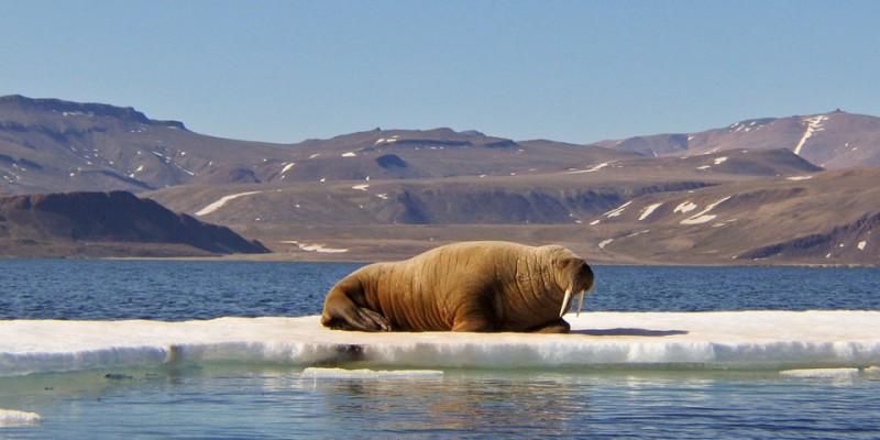 Napping walrus