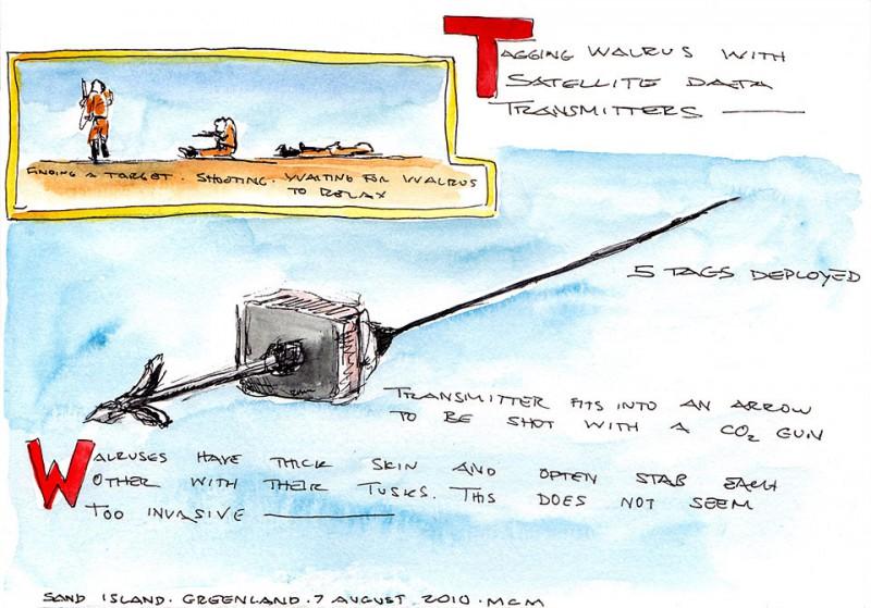 Satellite tags, 5″ x 7″ field sketch