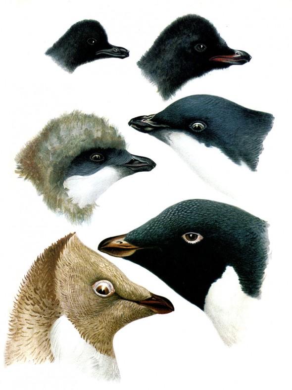 Adelie Penguins, (from 'Birds of the Antarctic')